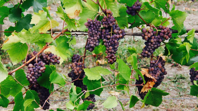 Grape Harvest 2016 - 2