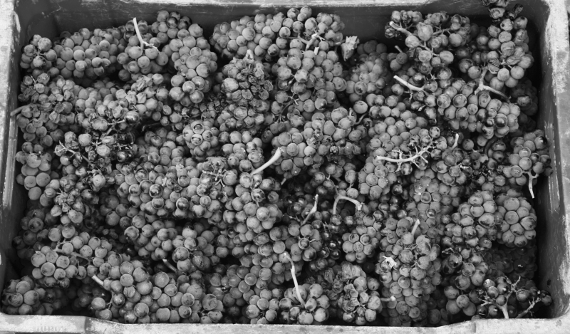 Grape Harvest 2016 - 7